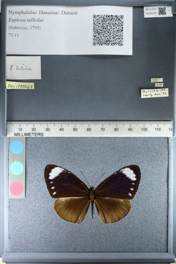 Media type: image;   Entomology 160145